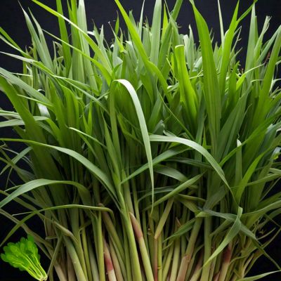 Lemongrass Benefits and Uses: Nutrition Facts and Precautions You Need to Know