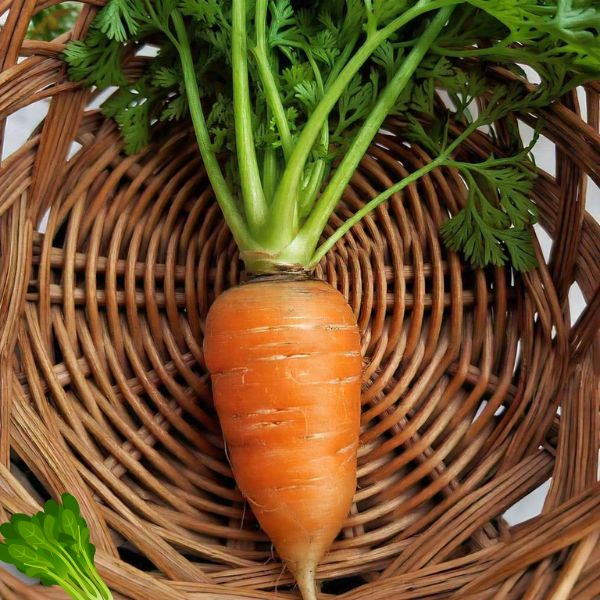 Health Benefits and Nutritional values of Carrot