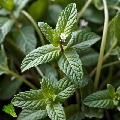 Health Benefits of Mint: A Refreshing Herb for Digestion, Brain Health and More