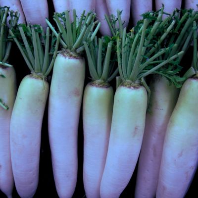 Health Benefits and Usage of Radish