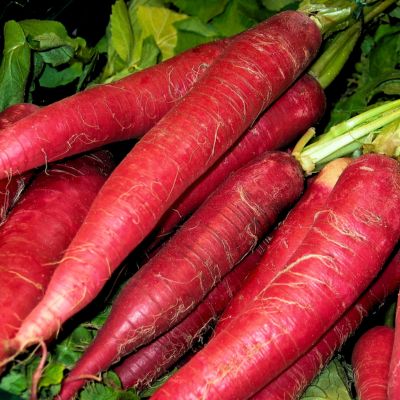 Health Benefits and Usage of Radish