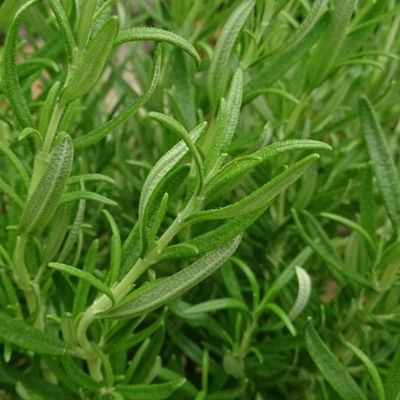 Exploring Rosemary: Health Benefits, Uses and Safety Tips